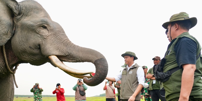 Pasukan Darat Dipertebal Lindungi Gajah Padang Sugihan dari Karhutla