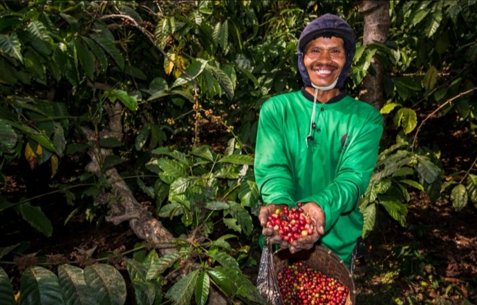 Kebun Kopi Ijen, Warisan yang Terus Menghidupi