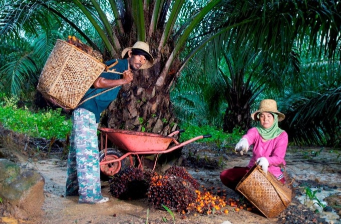 Jaga Keberlanjutan Industri, PTPN Group melalui PalmCo Dampingi Peremajaan 49 Ribu Hektare Kebun Rakyat