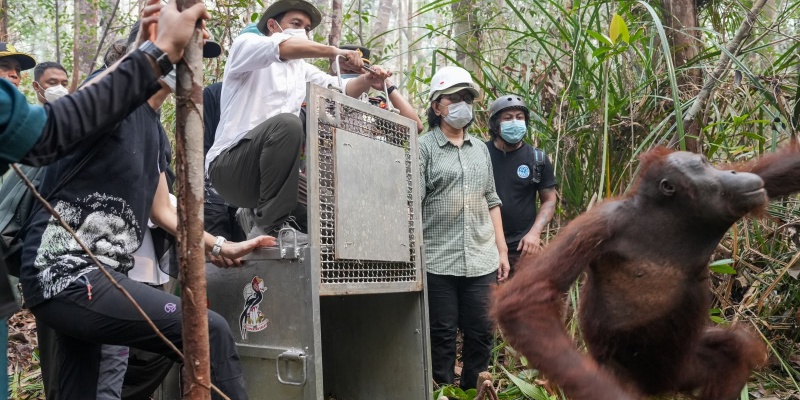 Dua Orangutan Hasil Rescue di Ketapang Kembali ke Hutan