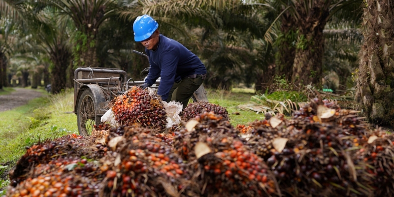 Peringati Hari Tani, PalmCo Dorong Kemandirian KUD Melalui Tata Kelola Sawit Berkelanjutan