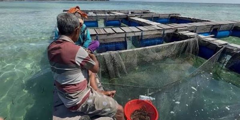 IPB dan Pelni Kembangkan Ekonomi Rakyat Lewat Budi Daya Kerapu
