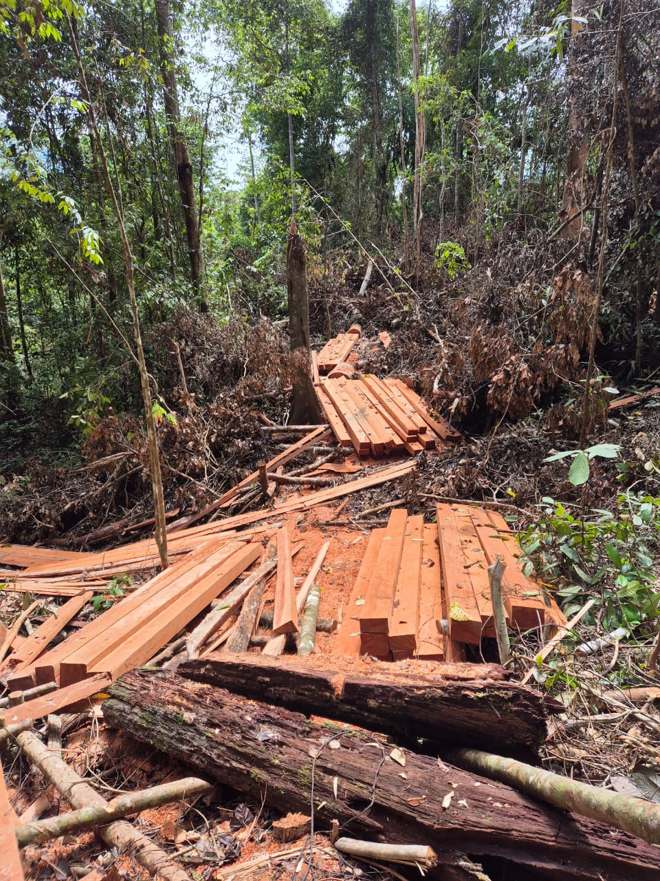 Ilegal Logging Masih Berlangsung, Dugaan Pembiaran Dari Aparat