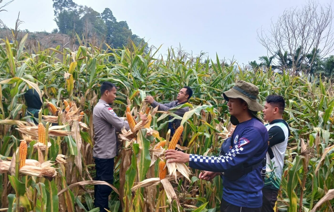 Terus Dorong Ketahanan Pangan Perbatasan, Panen Jagung Hibrida di Entikong Tembus 15,36 Ton/Ha